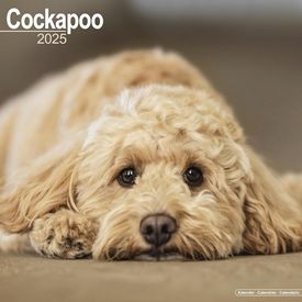 Cockapoo 2025 Calendar