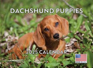 Dachshund Puppies 2025 Calendar