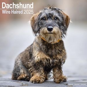 Dachshund Wire Haired 2025 Calendar