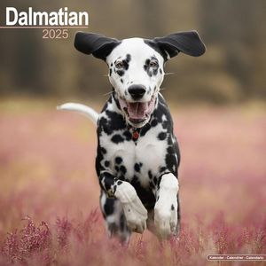 Dalmatian 2025 Calendar