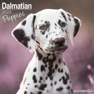 Dalmatian Puppies 2025 Calendar