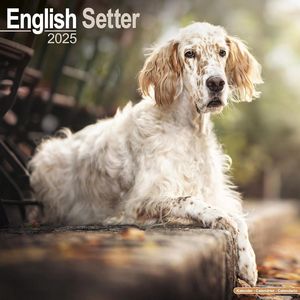 English Setters 2025 Calendar