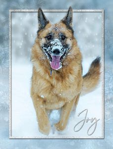 Frosty Frolic German Shepherd Dog Christmas Premium Holiday 15 Cards