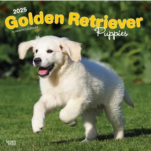 Golden Retriever Puppies 2025 Wall Calendar