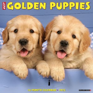 Just Golden Puppies 2025 Wall Calendar