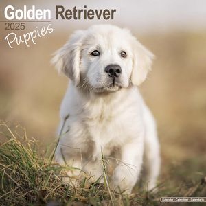 Golden Retriever Puppies 2025 Calendar