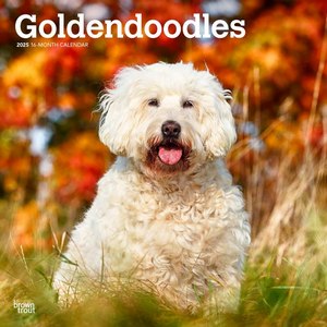 Goldendoodles 2025 Calendar