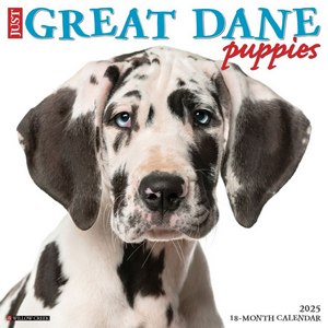 Great Dane Puppies 2025 Wall Calendar