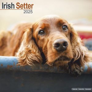 Irish Setter 2025 Calendar