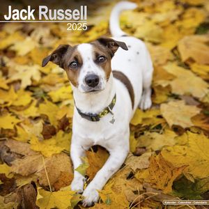 Jack Russell Terriers 2025 Calendars
