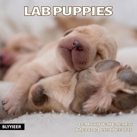 Lab Puppies 2025 Calendar