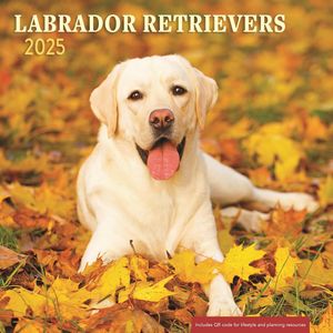 Labrador Retriever 2025 Calendar