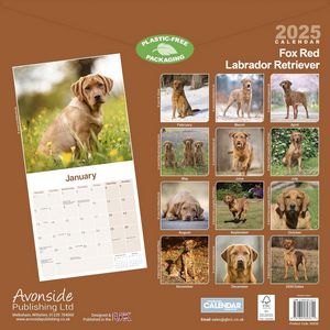 Fox Red Labrador Retriever 2025 Calendar