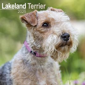 Lakeland Terrier 2025 Calendar