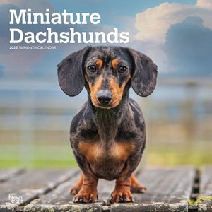 Miniature Dachshunds 2025 Mini Wall Calendar