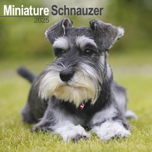 Miniature Schnauzer 2025 Calendar