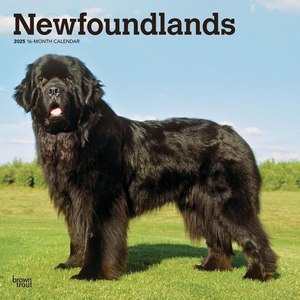 Newfoundlands 2025 Calendar
