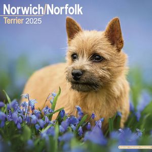 Norfolk Terrier 2025 Calendar