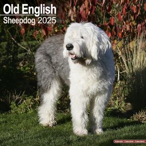 Old English Sheepdog 2025 Calendar