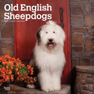 Old English Sheepdogs 2025 Wall Calendar
