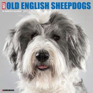 Just Old English Sheepdogs 2025 Wall Calendar