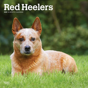 Red Heelers