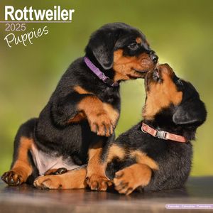 Rottweiler Puppies 2025 calendar
