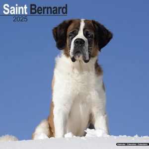 Saint Bernard 2025 Calendar