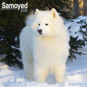 Samoyeds 2025 Calendars
