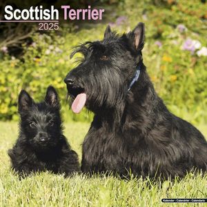 Scottish Terrier 2025 Calendar