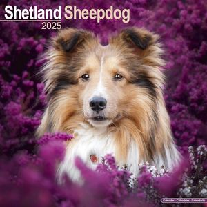 Shetland Sheepdog 2025 Calendar