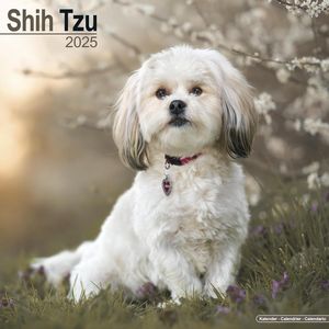 Shih Tzu 2025 Calendar