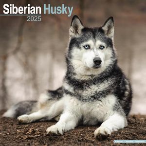 Siberian Husky 2025 Calendars