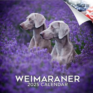 Weimaraner 2025 Calendar