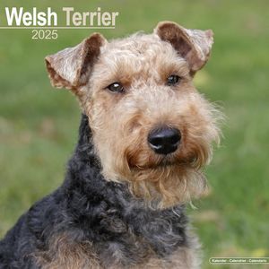 Welsh Terrier 2025 Calendar