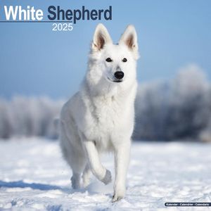 White Shepherd 2025 Calendar