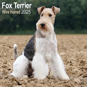 Wire Haired Fox Terrier 2025 Calendar