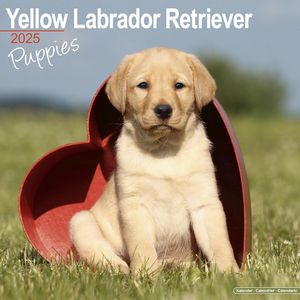Yellow Labrador Retriever Puppies 2025 Calendar