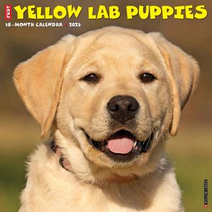 Just Yellow Lab Puppies 2025 Wall Calendar