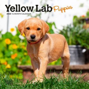 Yellow Lab Puppies 2025 Mini Wall Calendar
