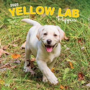 Yellow Lab Retriever Puppies 2025 Wall Calendar