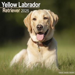 Yellow Labrador Retriever 2025 Calendar