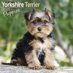 Yorkshire Terrier Puppies 2025 Calendar