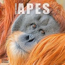 Apes Calendar