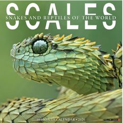 Scales 2026 Wall Calenda Calendar