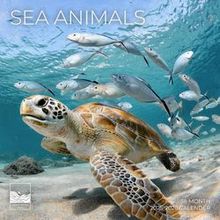 Sea Animals 2026 Calendar