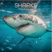 Sharks 2026 Wall Calendar
