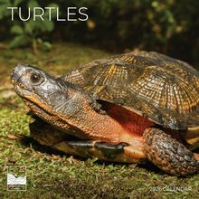 Turtles Calendar