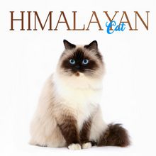 Himalayan Cats Calendar
