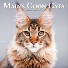 Maine Coon Cats
